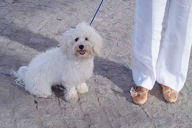 ClicArt Mascotas-Socializar-640x427
