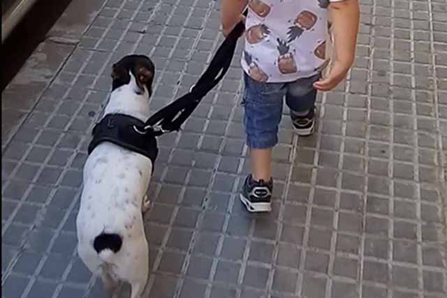ClicArt Mascotas-Socializar-640x427