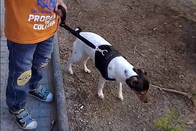 ClicArt Mascotas-Socializar-640x427