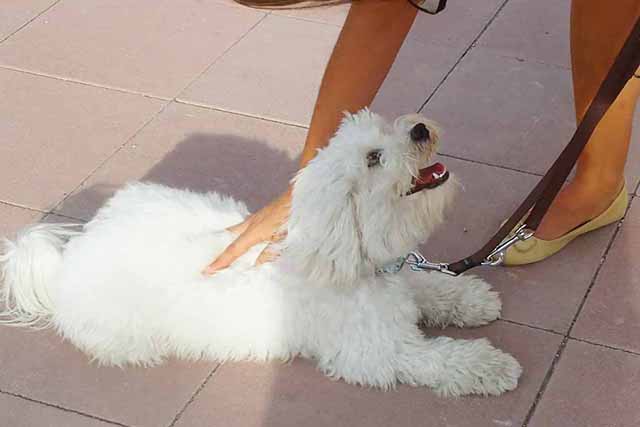 ClicArt Mascotas-Socializar-640x427