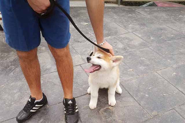 ClicArt Mascotas-Socializar-640x427